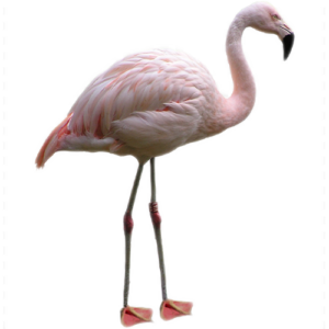 Psittacus Serinus Columbae wilDiets Nourri Oiseaux NourriOiseaux Boutique e-commerce Suisse Genève Perroquets Canaris Flamants